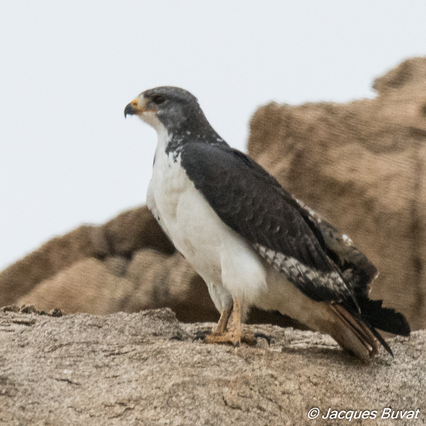 Buse augure (Augur buzzard, Buteo augur), probable femelle adulte, Vallée de l'Hoarusib, Parc National de la Côte des Squelettes, Kunene, Namibie